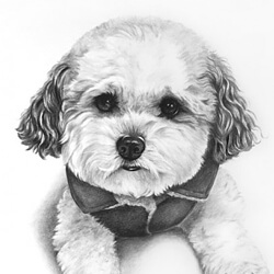 Dog drawing portrait