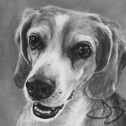 Beagle Portrait of Weston