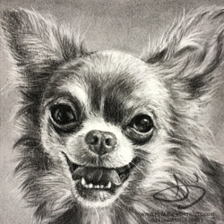 Chihuahua Drawing in Charcoal