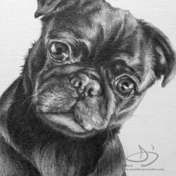 Pug Dog Portrait in Pencil