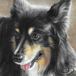 Collie Dog Drawing