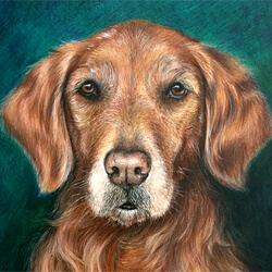 Golden Retriever Drawing in colored pencil