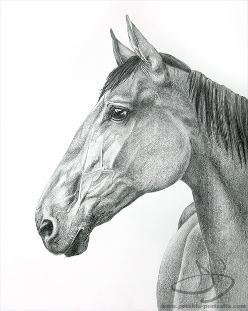 Horse Portraits | Horse Drawing & Painting Portraits | Daniele Jones