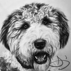 Labradoodle Dog Portrait Drawing