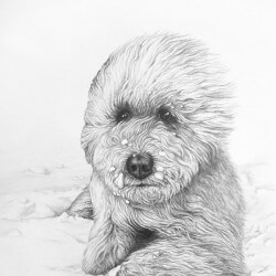 Labradoodle Dog Drawing Portrait