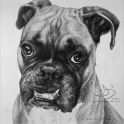 Boxer Dog Portrait in Pencil