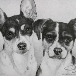 Rat Terrier Dog Portrait in Pencil
