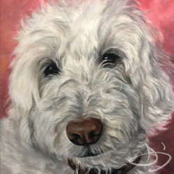 Poodle portrait from Virginia