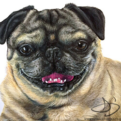 Pug Drawing in colored pencil