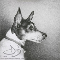Rat Terrier Dog Drawing in Pencil