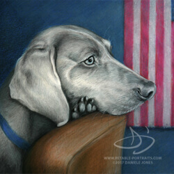 Weimaraner Dog Drawing in Colored Pencil