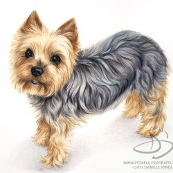 Yorkie Dog Drawing Portrait