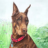 Portrait drawing of a Doberman Pinscer