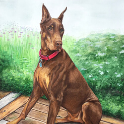 Portrait drawing of a Doberman Pinscher