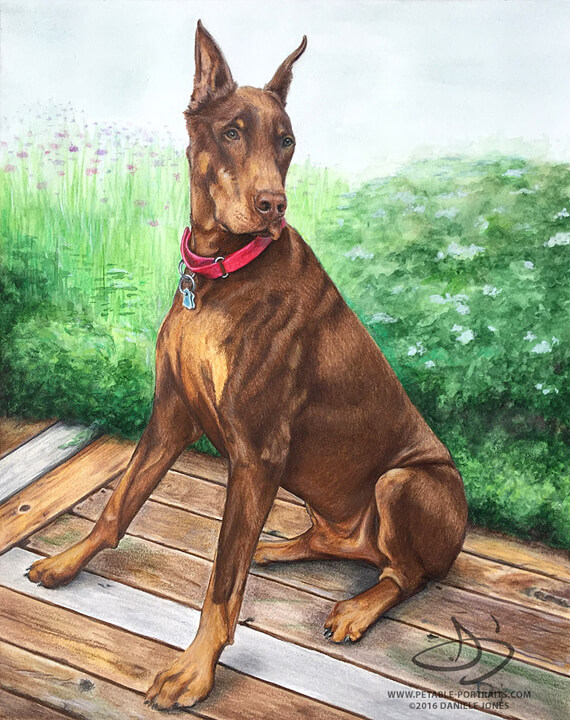 Portrait drawing of a Doberman Pinscer