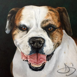American Bulldog Portrait Painting. Brynn from Colorado
