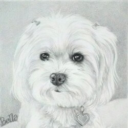 Dog Portrait in Pencil