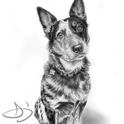 Blue heeler portrait from Manhattan, KS