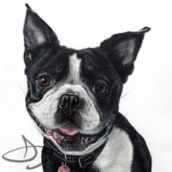 Boston Terrier  Drawing from Texas