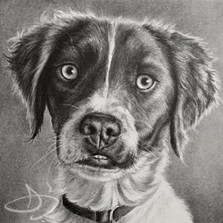 Brittany Spaniel Dog Portrait Drawing from Steamboat Springs, Colorado