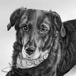 Black Dog Portrait in Charcoal