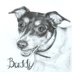 Rat Terrier Drawing in Pencil