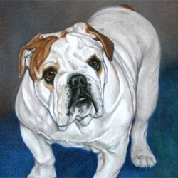 Bulldog Drawing in Colored Pencil