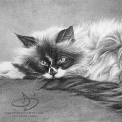 cat drawing of Long Haired Burmese Cat named Tootsie