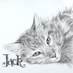 Cat Portrait in Pencil