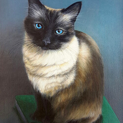 Siamese cat portrait