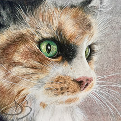 Cat Drawing from Vermont