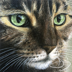 Cat Drawing of Kiki from Nebraska
