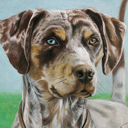 Louisianna Catahoula Leopard Dog Portraits