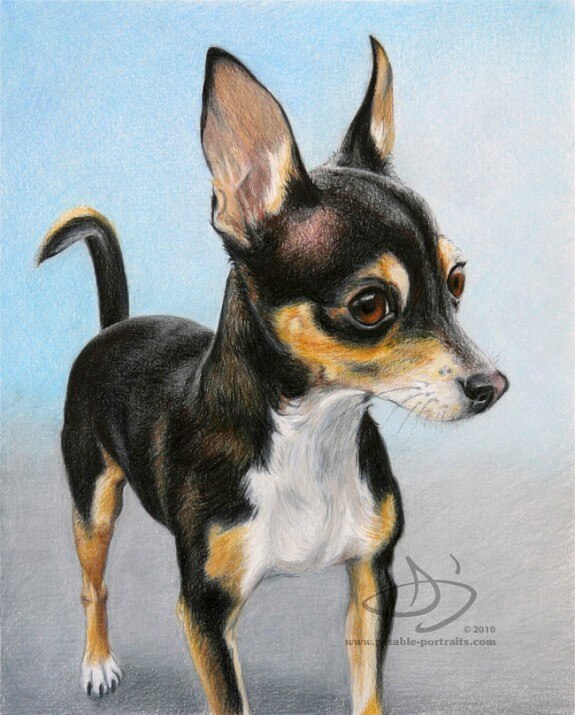 Portrait of a Chihuahua