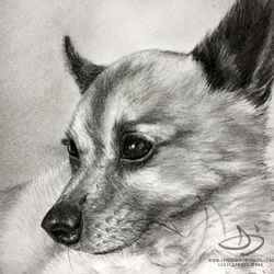 Chihuahua Drawing in Charcoal