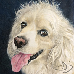 Cocker Spaniel portrait from Florida