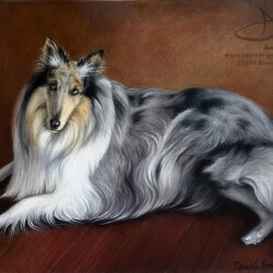 Collie Dog Drawing Portrait