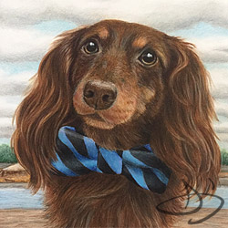 Dachshund Dog Drawing