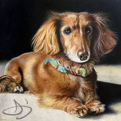 Dachshund - Winston -  dog portrait from Parkland, KS