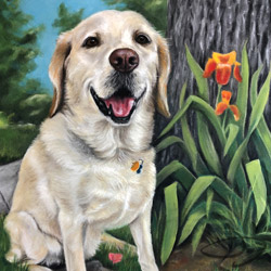 Daisy dog portrait - Colorado and Texas
