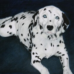 Dalmation Drawing in Colored Pencil
