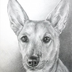 American Dingo Dog Drawing in Pencil