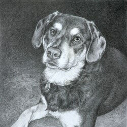 Dog Drawing in Pencil