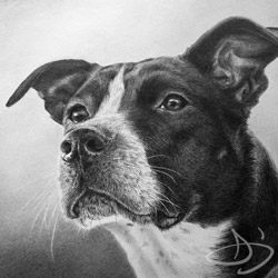 Brittany Spaniel Dog Portrait Drawing from Steamboat Springs, Colorado