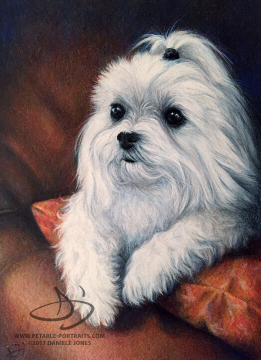 Dog Drawing of a Maltese