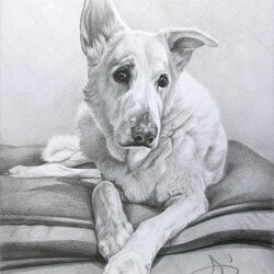 Dog Portrait in Pencil