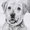 dog drawing pet portrait