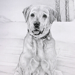 Dog Drawing