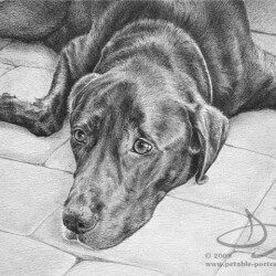 Chocolate Lab drawn in pencil