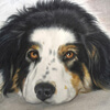 dog drawing pet portrait